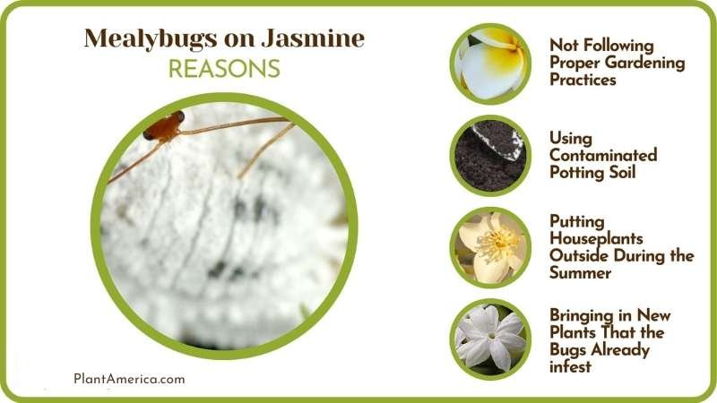 Why Are There Mealybugs on Jasmine Plant America Why Are There Mealybugs on Jasmine Plant America