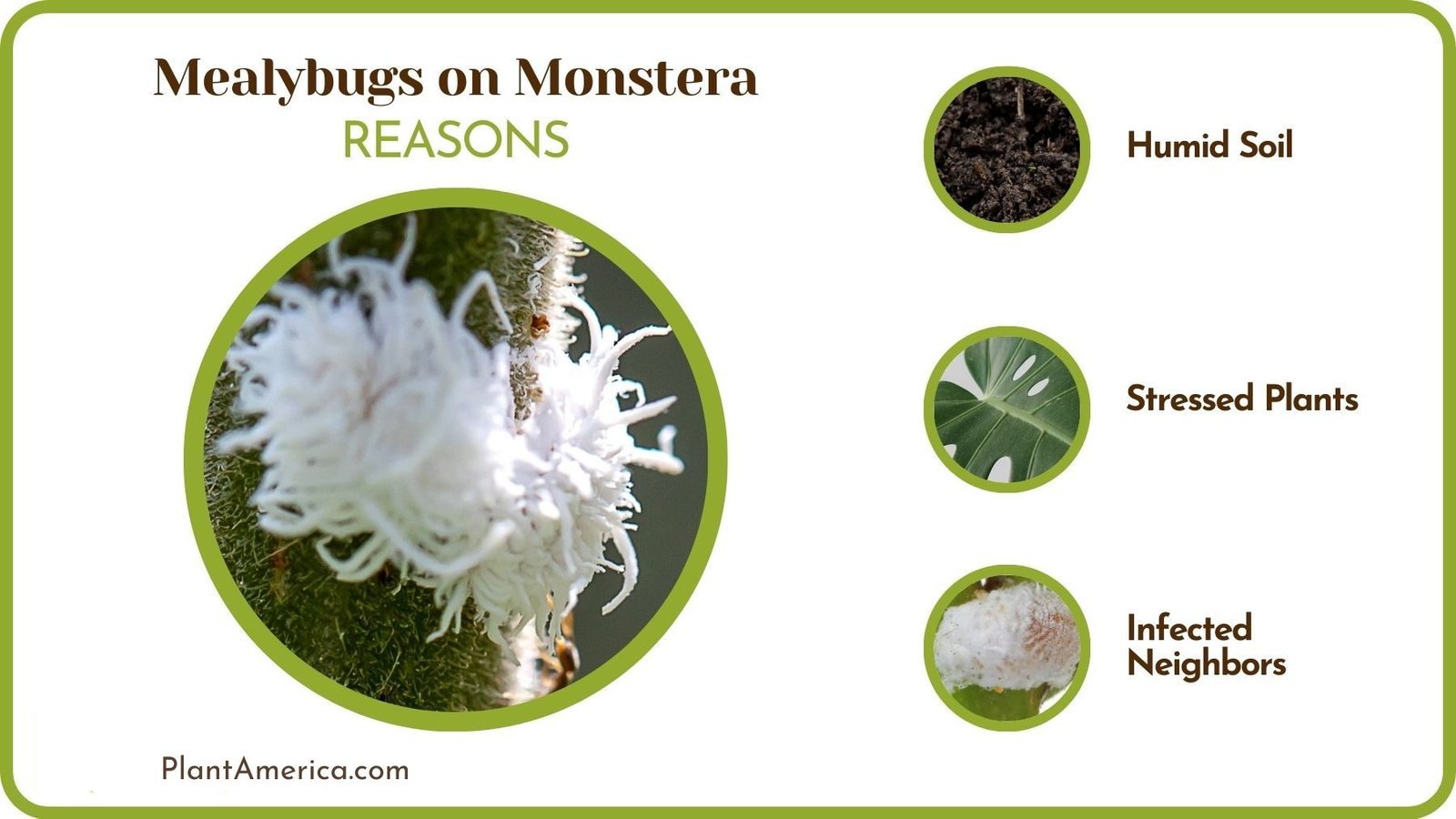 Why Are There Mealybugs on Monstera ~ Plant America Why Are There Mealybugs on Monstera ~ Plant America