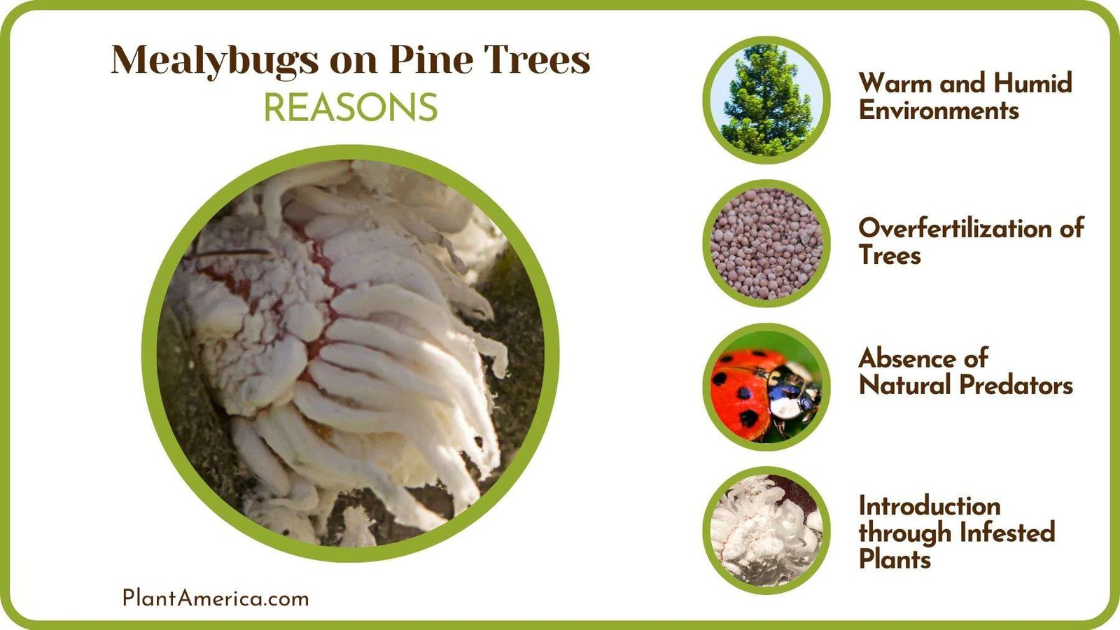Why Are There Mealybugs on Pine Trees PlantAmerica