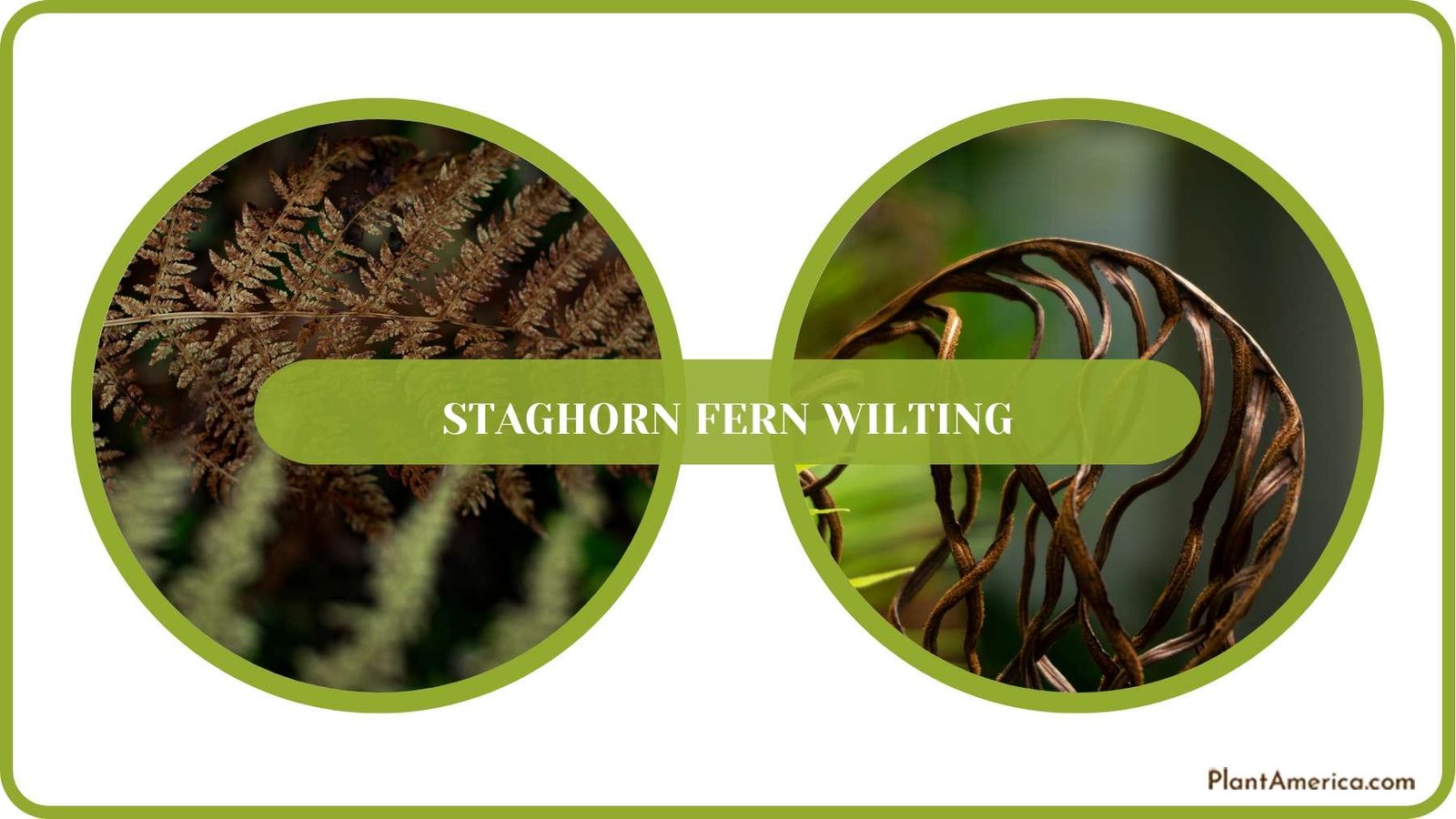 Wilting Fern Care Plant America