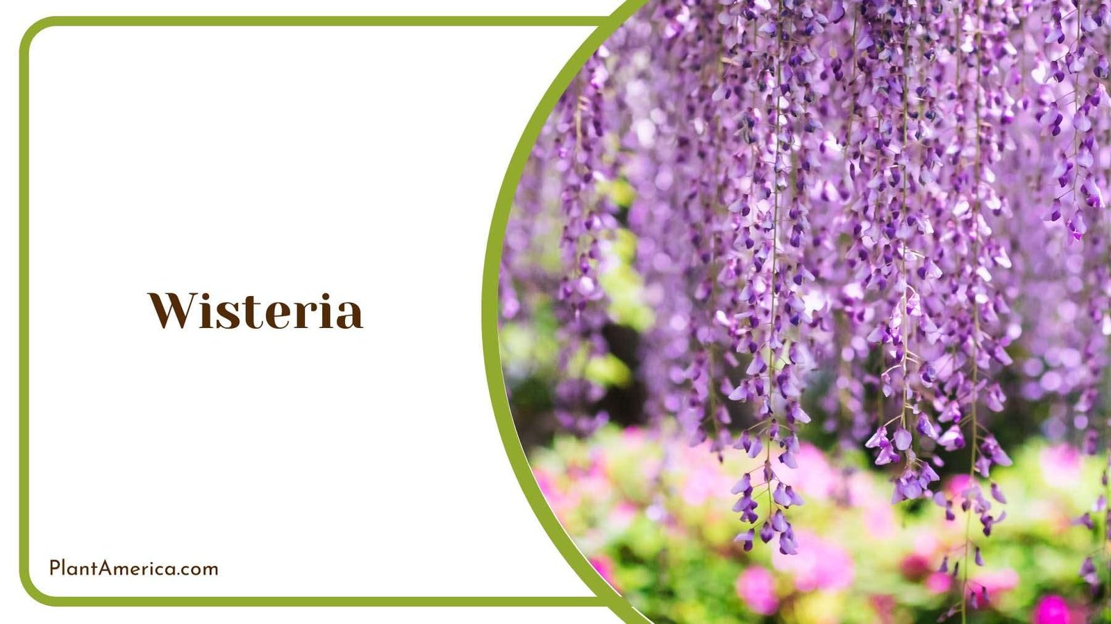 Wisteria With Violet Blossoms Plant America Wisteria With Violet Blossoms Plant America
