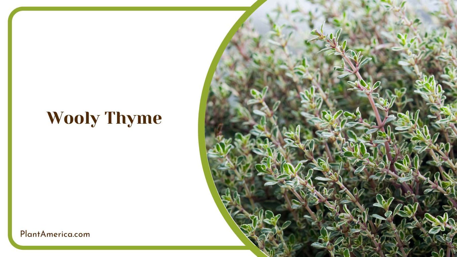 Wooly Thyme Plant America