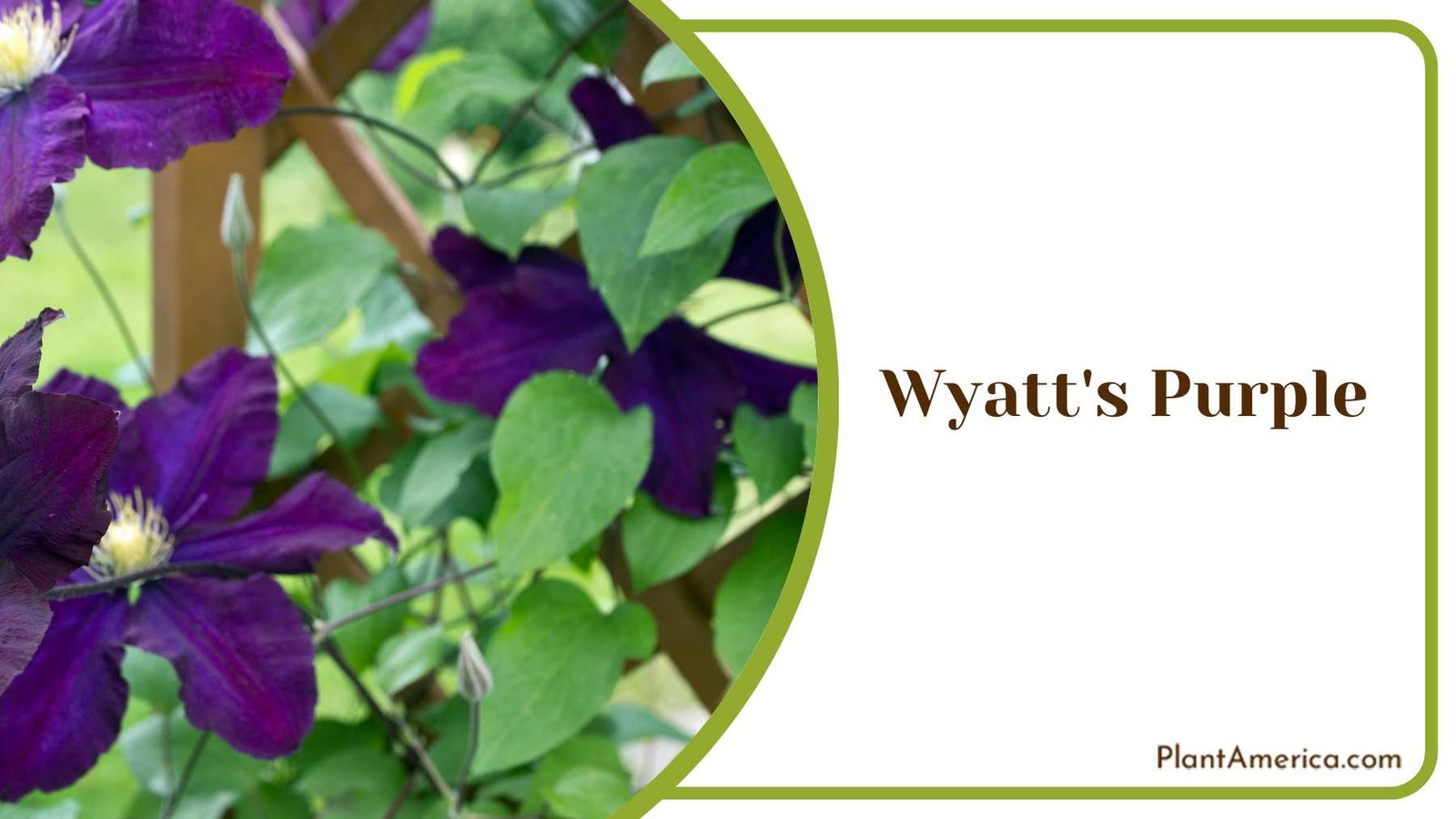 Wyatt s Purple Clematis Plant America