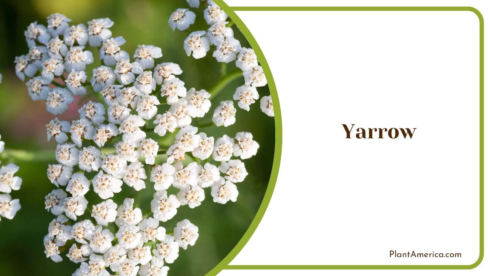 Yarrow Beauty Natural Floral Delight PlantAmerica