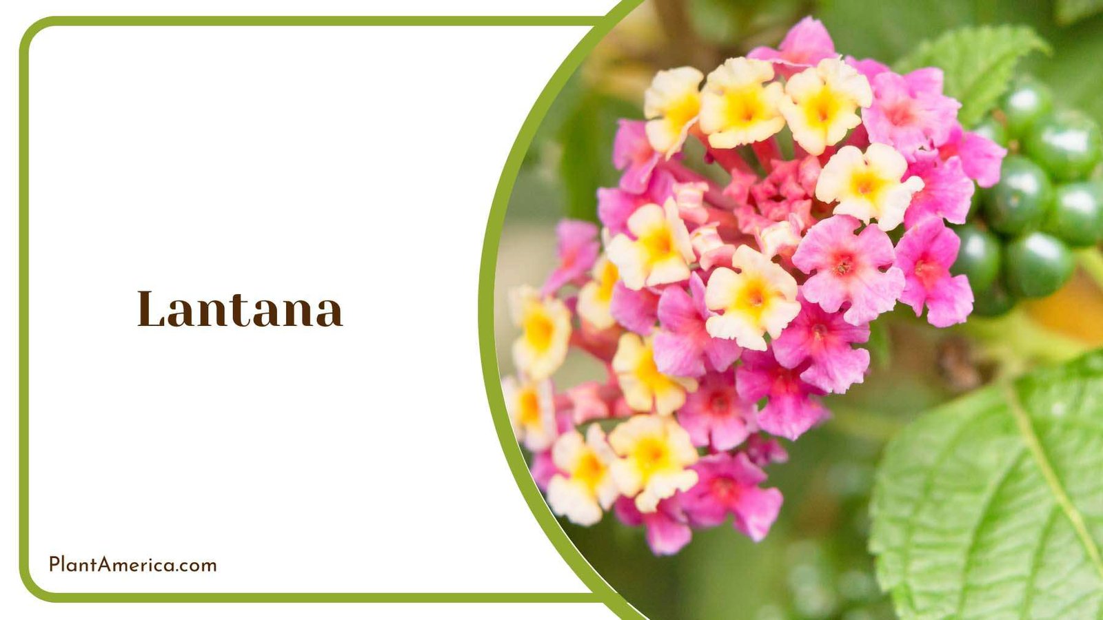 Yellow And Pink Lantana With Green Leaves Plant America