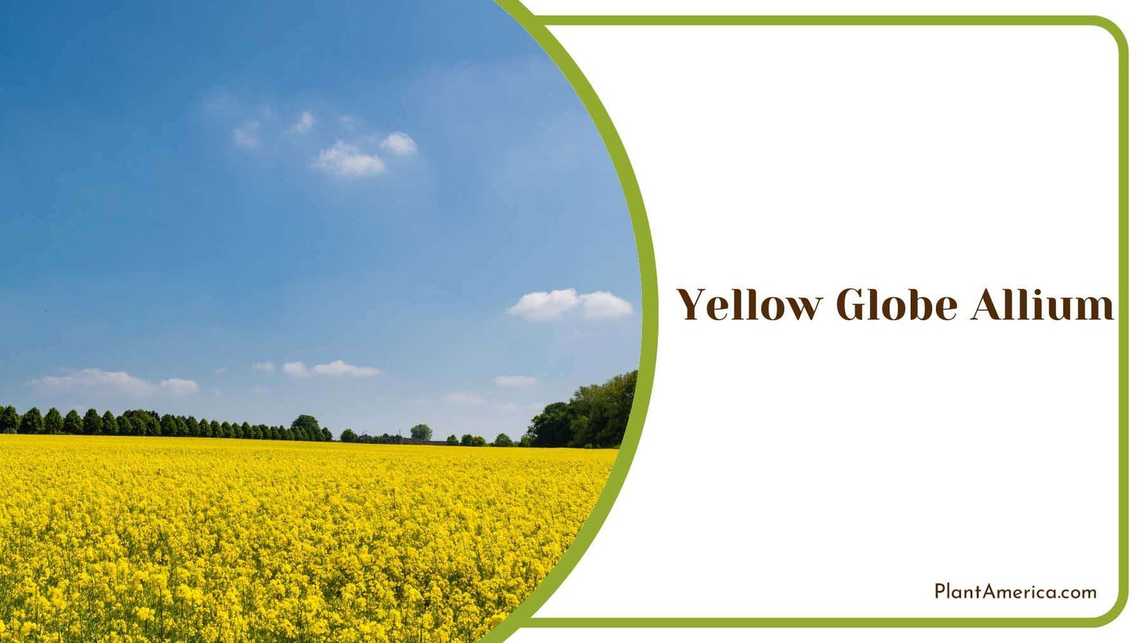 Yellow Globe Allium Plant America
