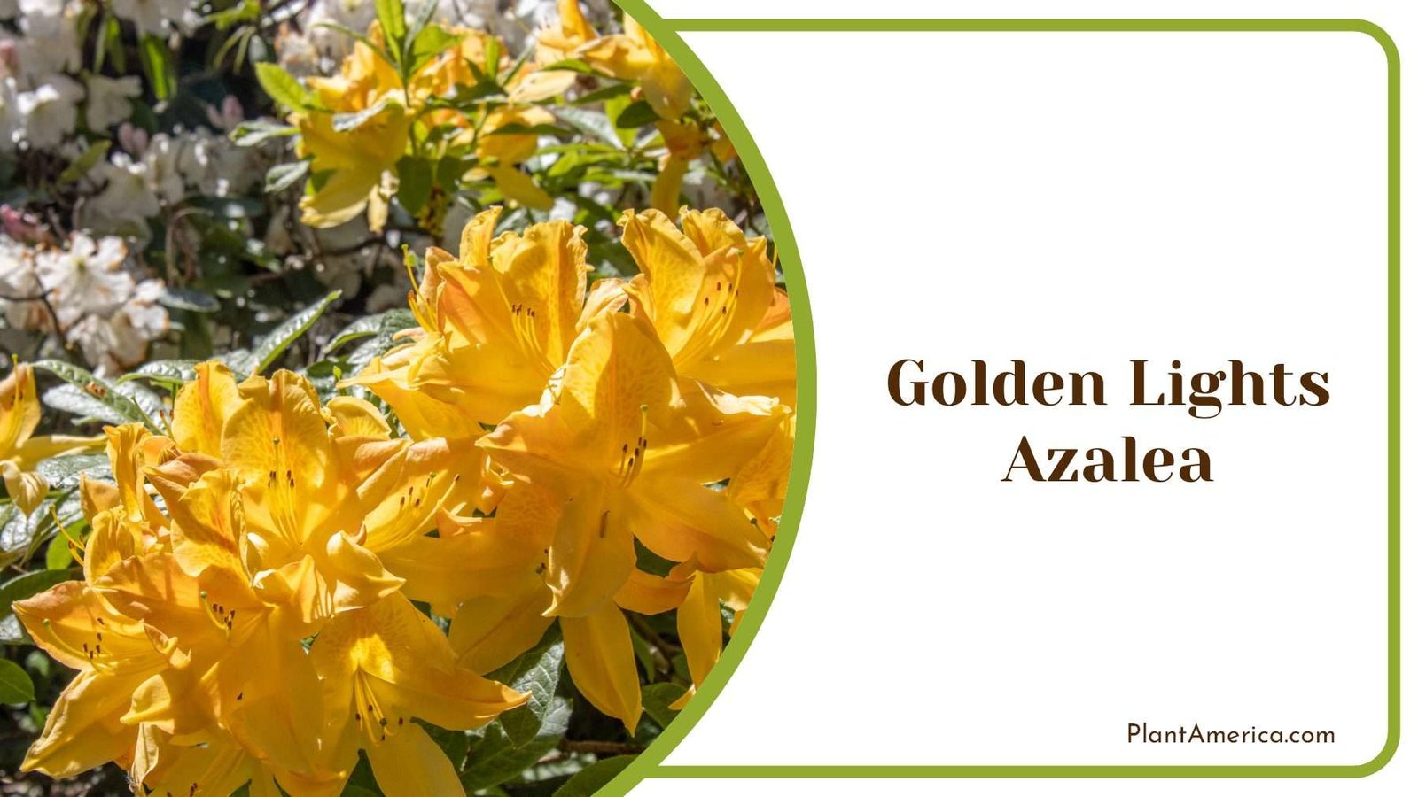 Yellow Golden Lights Azalea Plant America