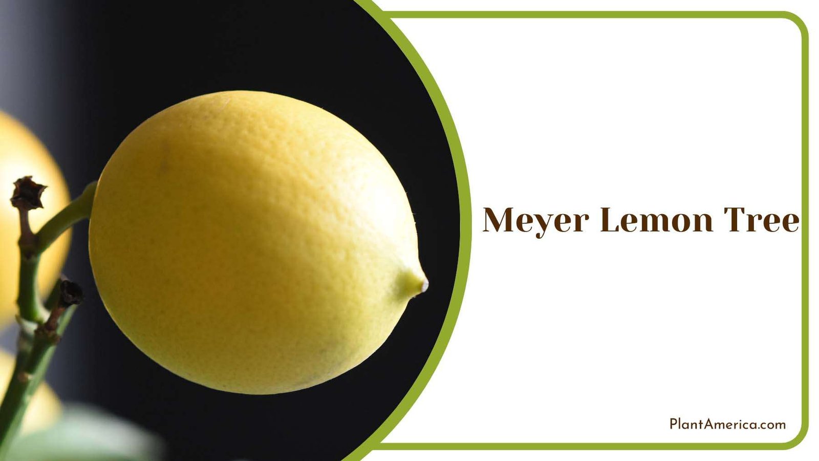 Yellow Meyer Lemon Tree Plant America