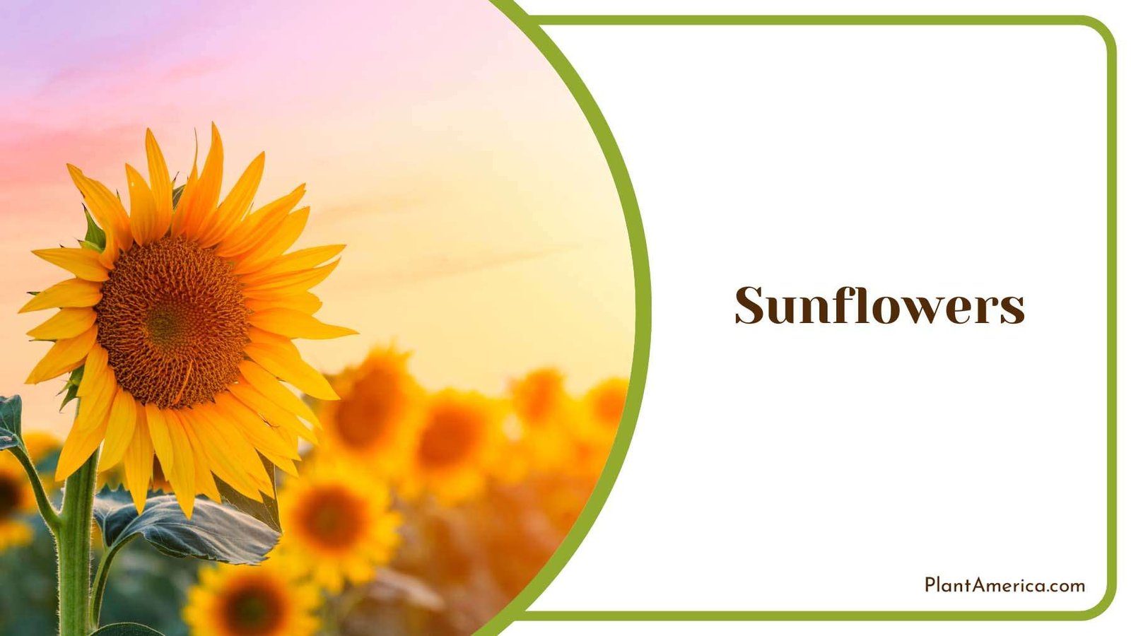 Yellow Sunflowers Plant America