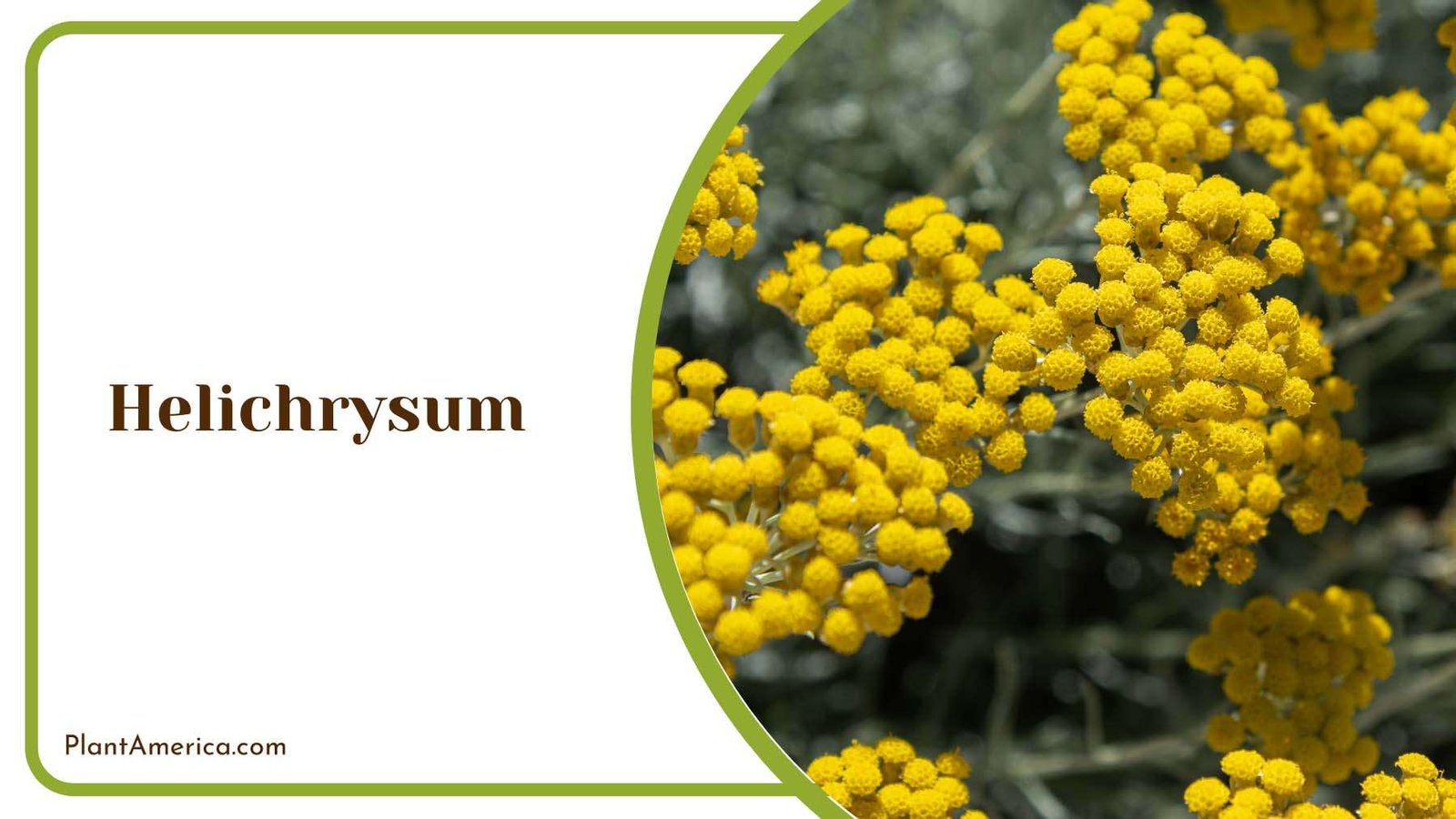 Yellow Tiny Helichrysum Plant America