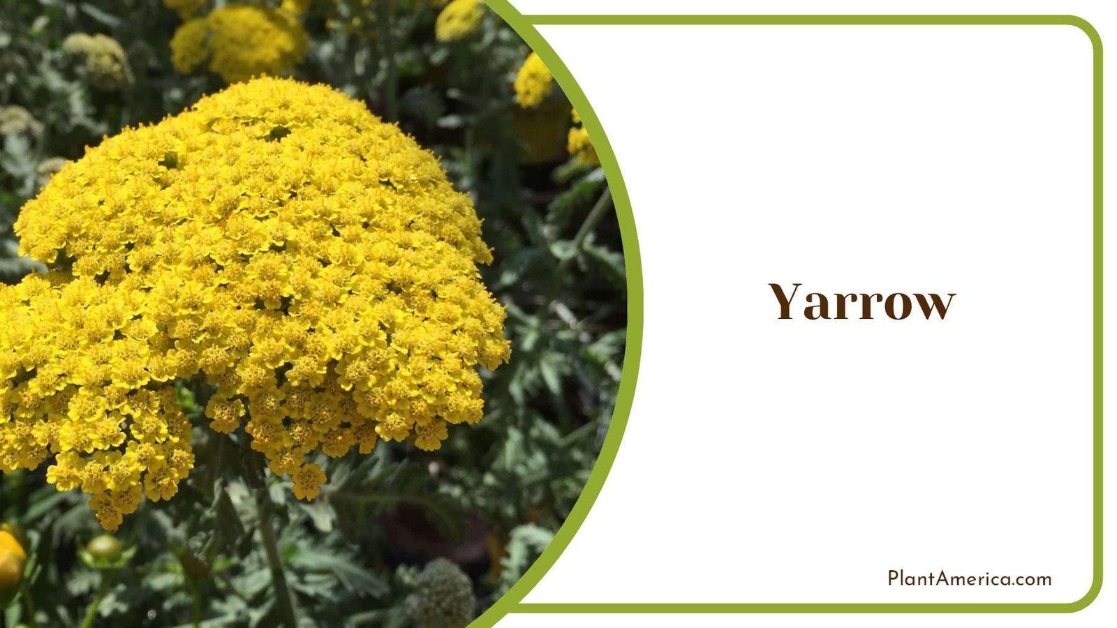 Yellow Yarrow Shrubs Plant America