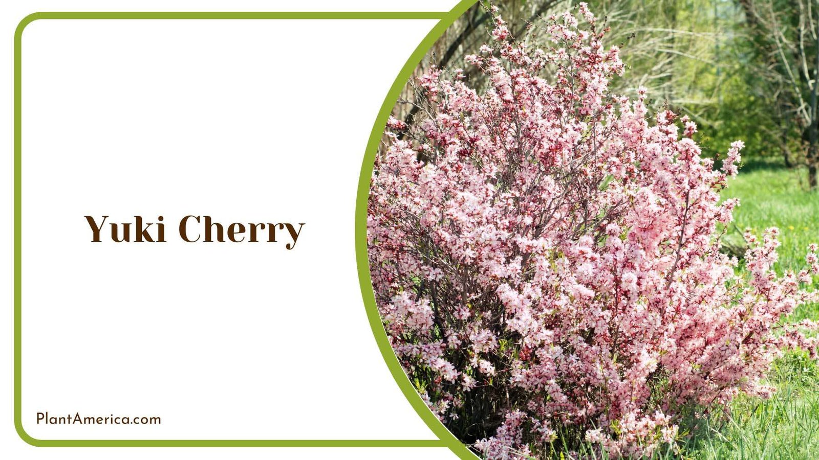 Yuki Cherry Shrub Pink Plant America