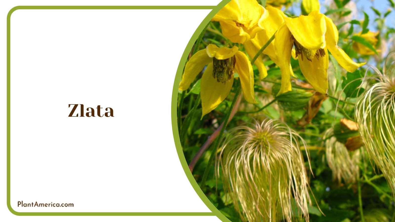 Zlata With Yellow Blooms Plant America