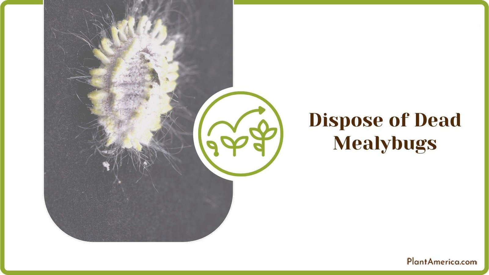 A Close Look On Dead Mealybug Plant America