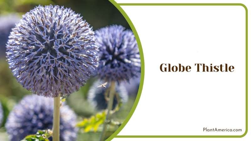 A Comprehensive Guide To Cultivating And Admiring Plant America