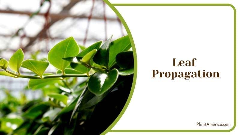 A Great Choice for a Terrarium PlantAmerica