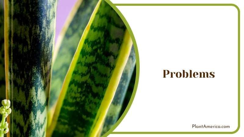 A Modern Twist on a Classic Plant PlantAmerica