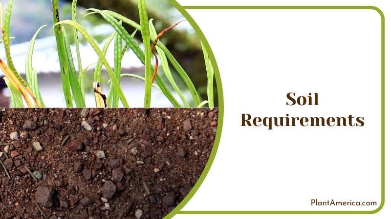Acidic Airy Soil for Kangaroo Fern Plant America Acidic Airy Soil for Kangaroo Fern Plant America