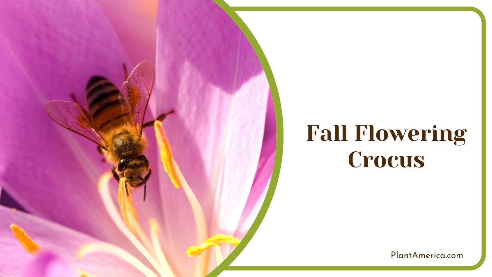 Adding Color And Charm To Autumn Gardens Plant America