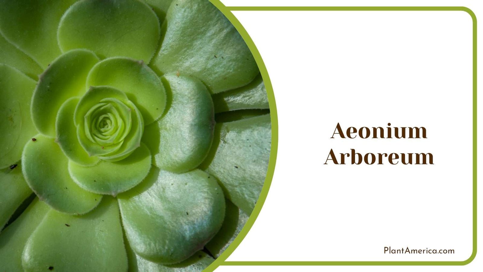 Aeonium Arboreum Indoor Plant Plant America