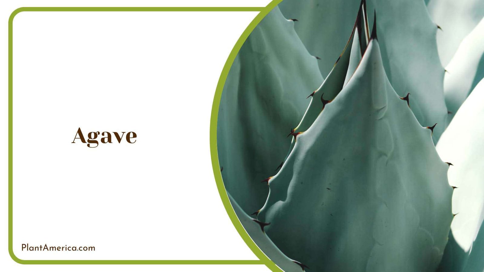 Agave Indoor Plant Plant America