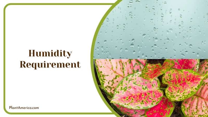 Aglaonema Humidity Requirement PlantAmerica 1