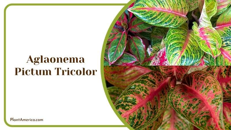 Aglaonema Pictum Tricolor PlantAmerica 1