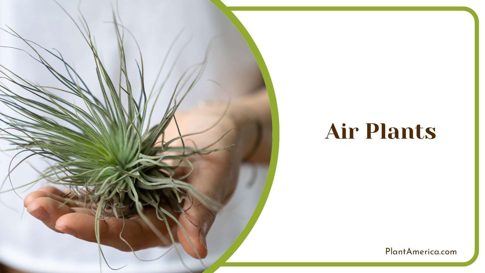 Air Plants On Hand Plant America