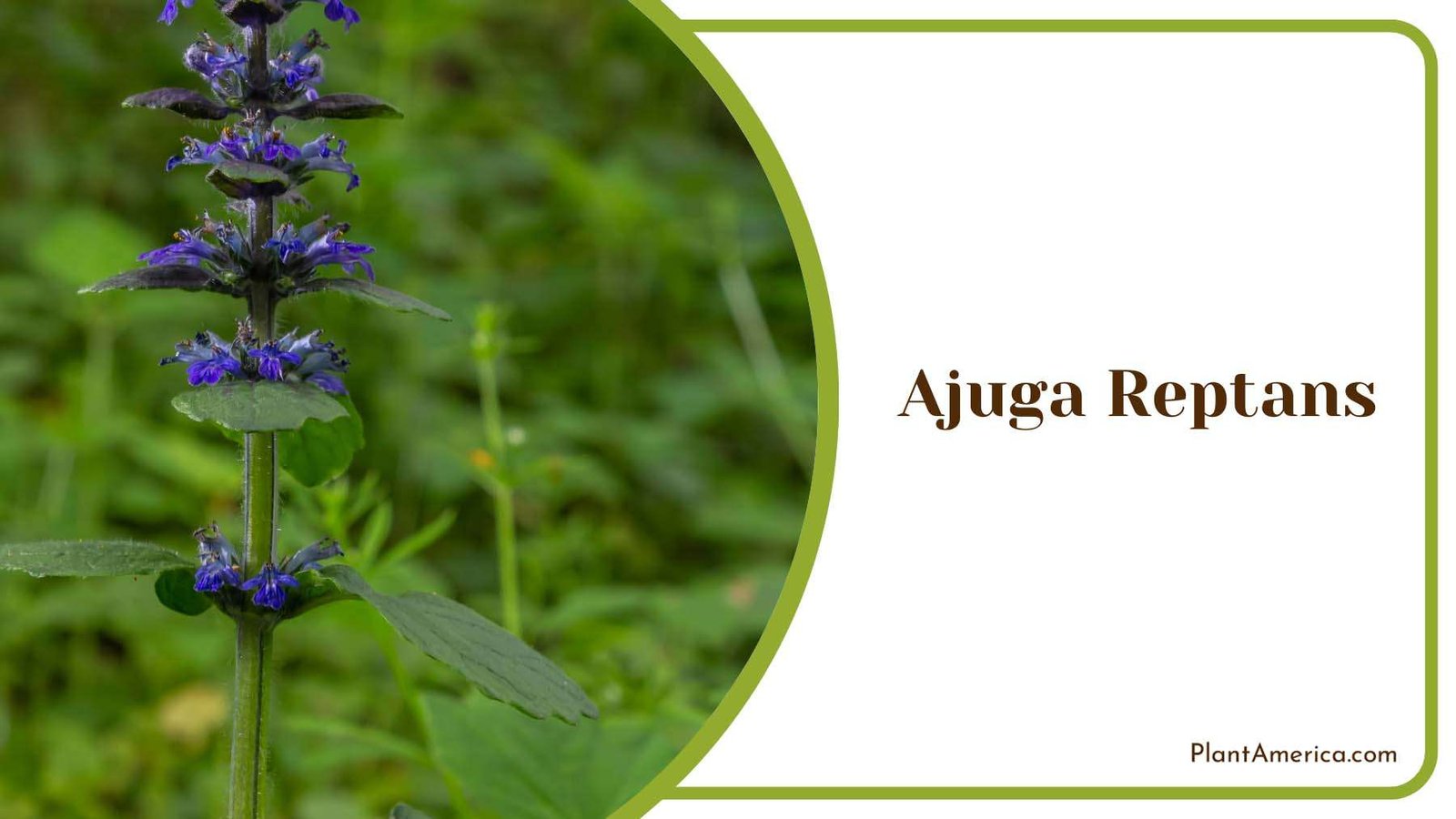 Ajuga Reptans Ground Cover Plant America