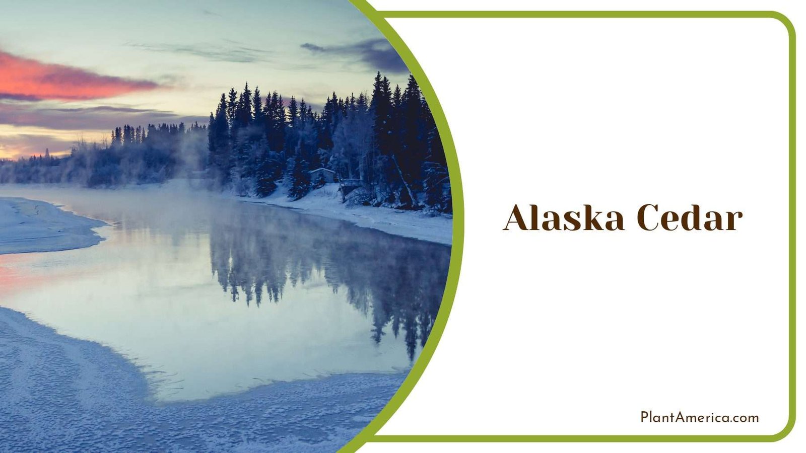 Alaska Cedar Trees PlantAmerica