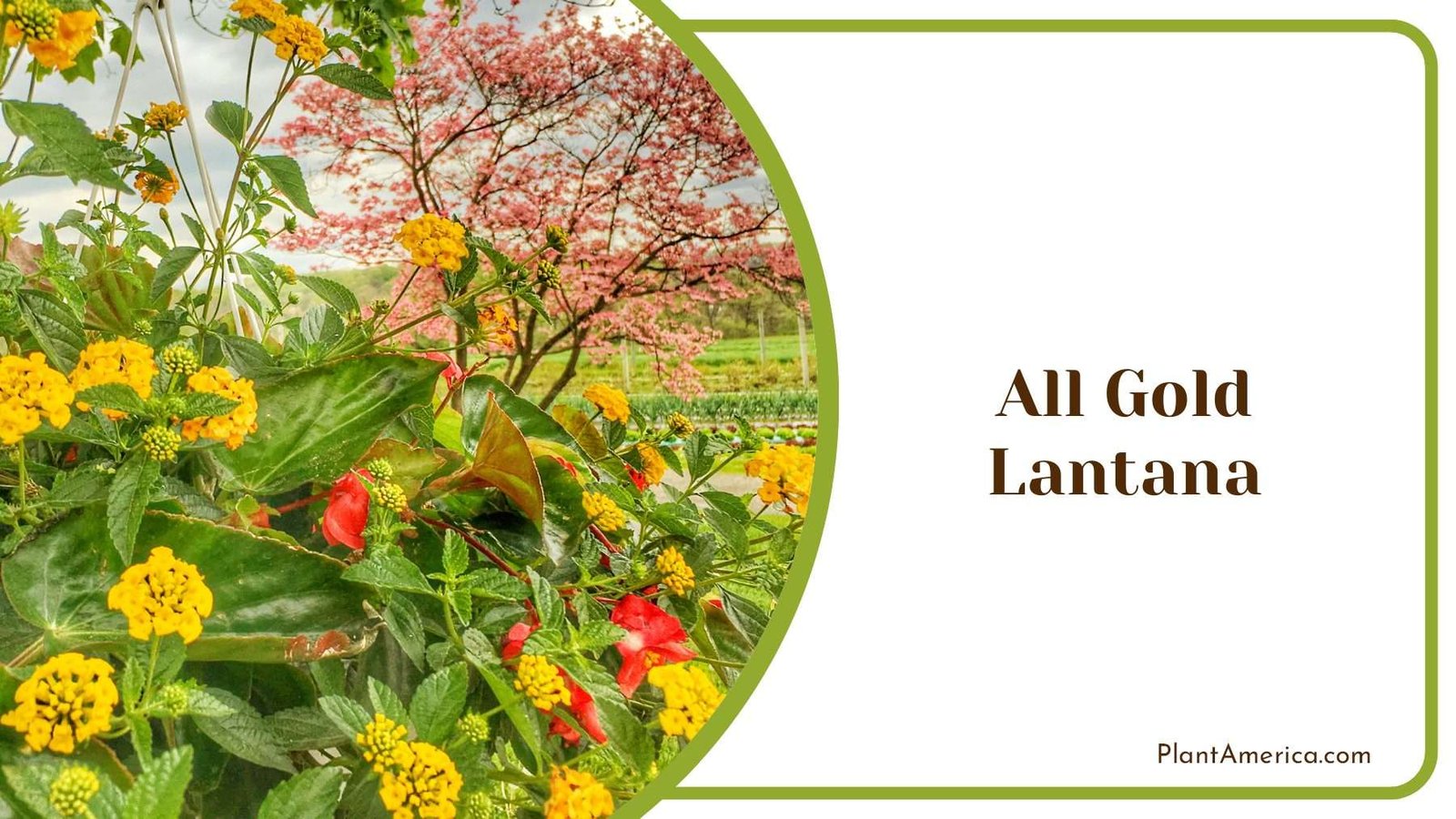 All Gold Lantana Flower Plant America