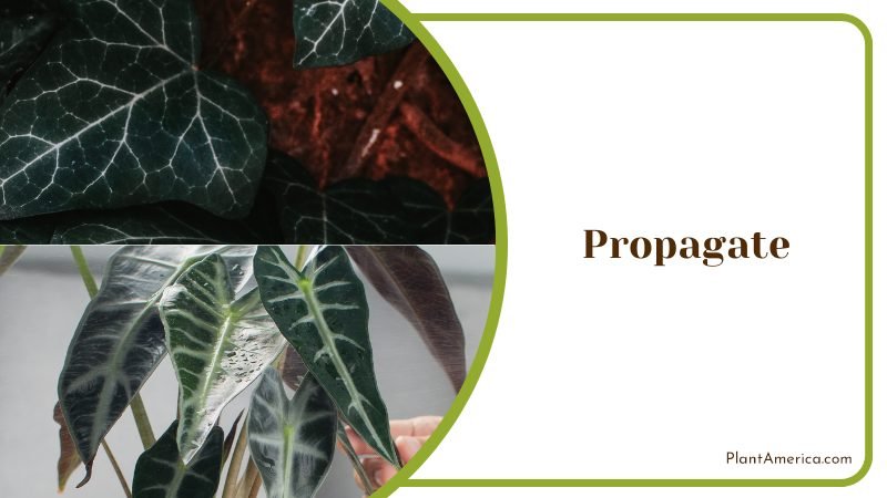 Alocasia Black Velvet Propagation ~ PlantAmerica