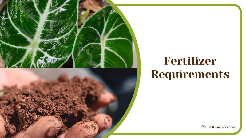 Alocasia Fertilizer Requirements ~ PlantAmerica Alocasia Fertilizer Requirements ~ PlantAmerica