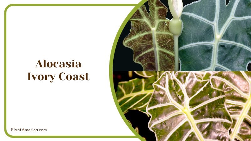 Alocasia Ivory Coast ~ PlantAmerica Alocasia Ivory Coast ~ PlantAmerica