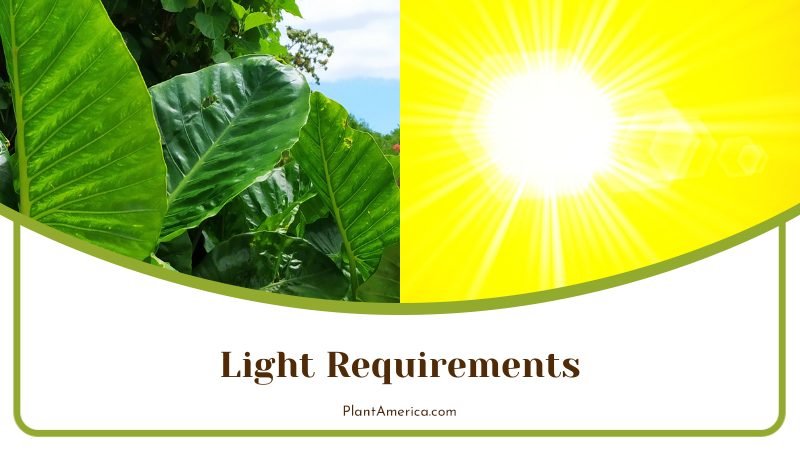 Alocasia Light Requirements ~ PlantAmerica Alocasia Light Requirements ~ PlantAmerica