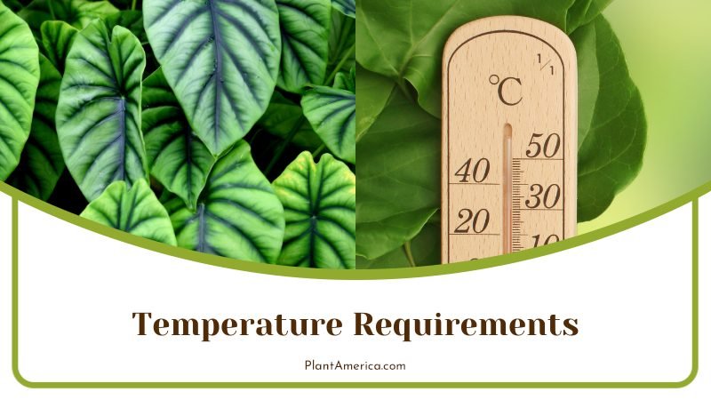Alocasia Temperature Requirements ~ PlantAmerica Alocasia Temperature Requirements ~ PlantAmerica
