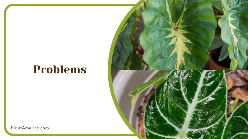Alocasia Zebrina Problems ~ PlantAmerica