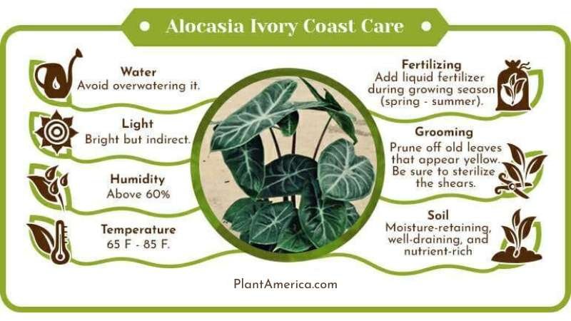 Alocasia ivory coast care infographic ~ Plant America Alocasia Ivory Coast: Care Tips for the Silver-Veined Beauty