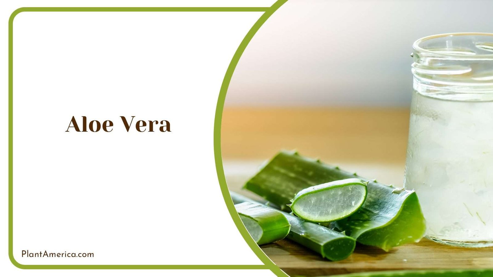 Aloe Vera Health Benefits Plant America