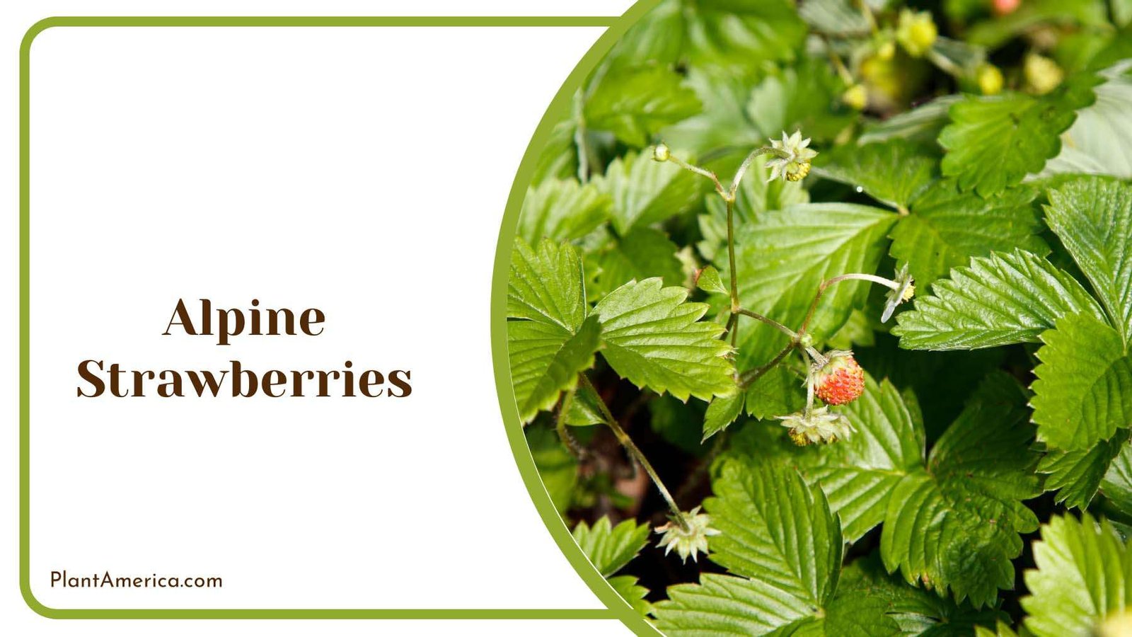 Alpine Strawberries Leaves Plant America