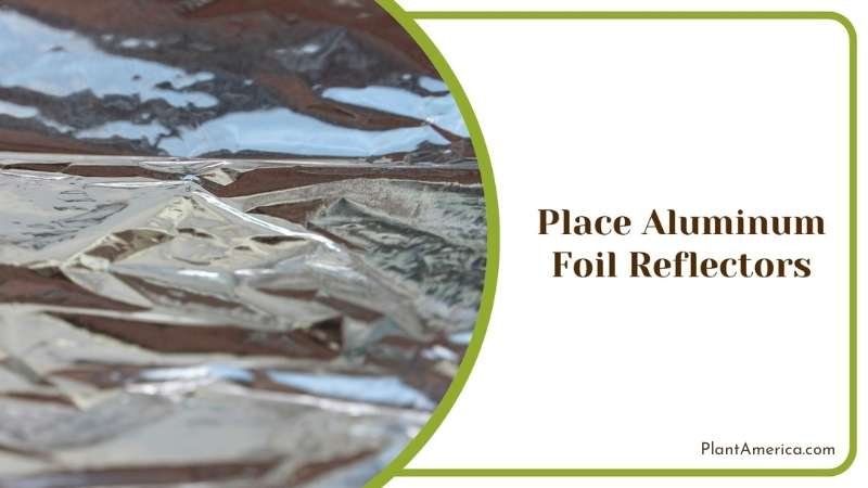 Aluminum Foil Reflectors for Mealybugs Plant America Aluminum Foil Reflectors for Mealybugs Plant America