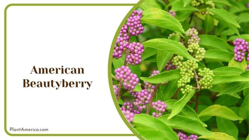 American Beautyberry Pink Bushes Plant America