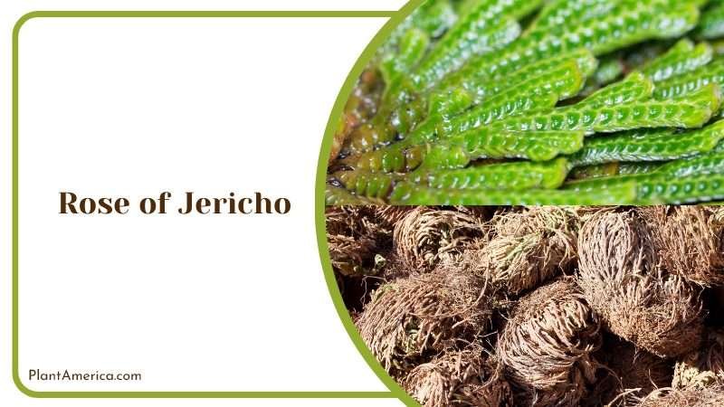 Anastatica Hiero Chuntica Plant Plant America