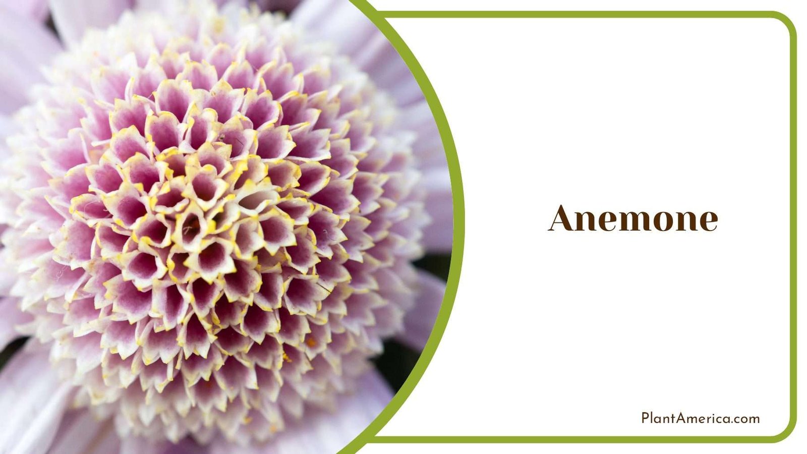 Anemone Chrysanthemum Flower PlantAmerica