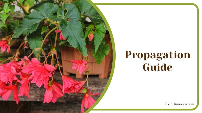 Angel Wing Begonia Propagation Guide ~ PlantAmerica
