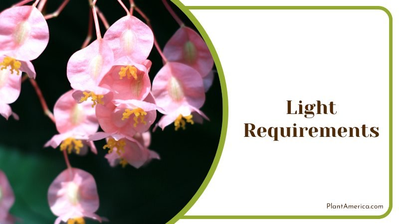 Angel wing begonia light requirement ~ PlantAmerica