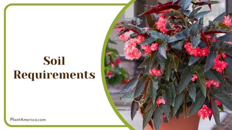 Angel wing begonia soil reqirement ~ PlantAmerica