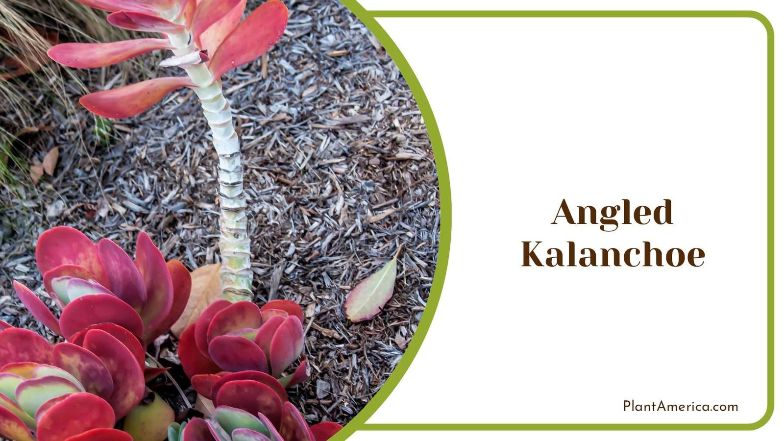 Angled Kalanchoe With Red Leaves Plant America