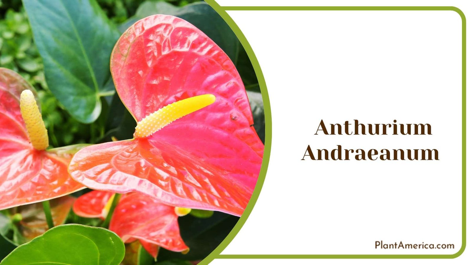Anthurium Andraeanum Plant America