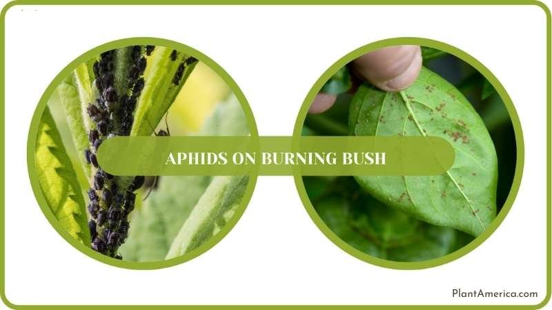 Aphids Control Guide Plant America